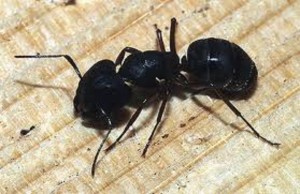 Carpenter ant picture